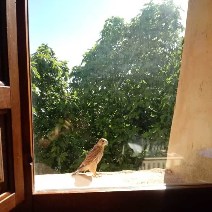 halcon de vallfort e1591632708248 700x700 1