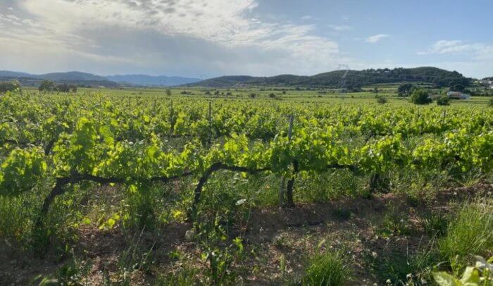 penedes 700x406 1